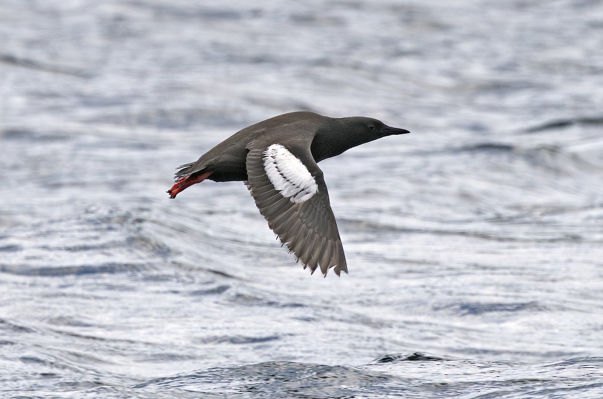 Black Guillemot - ML638251531