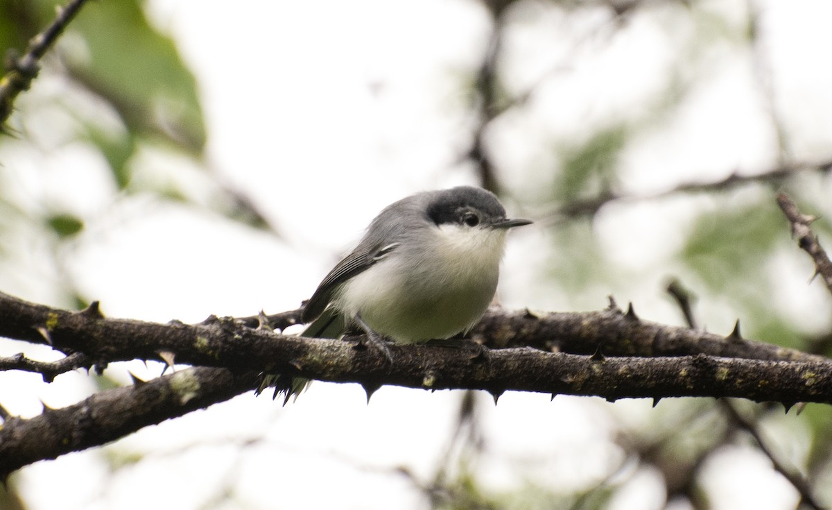 Tropical Gnatcatcher (atricapilla) - ML638251569