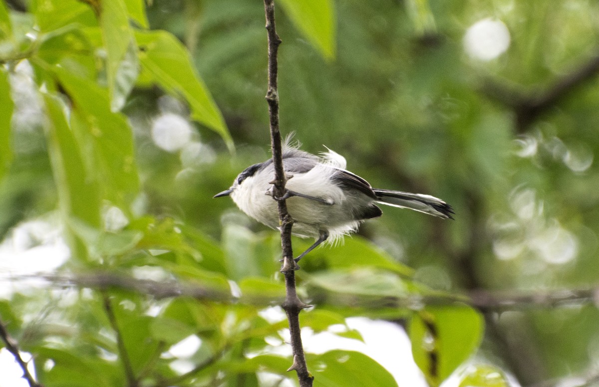 Tropical Gnatcatcher (atricapilla) - ML638251570