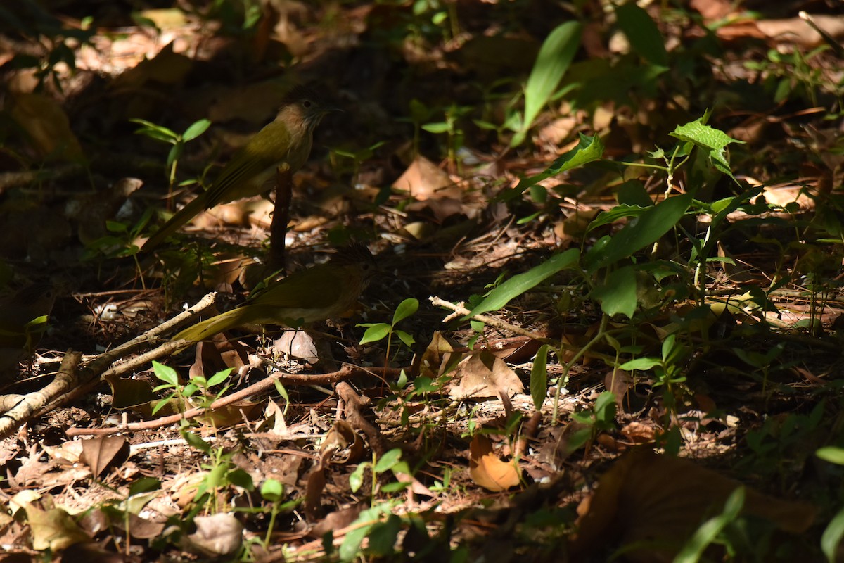 Mountain Bulbul - ML638251604