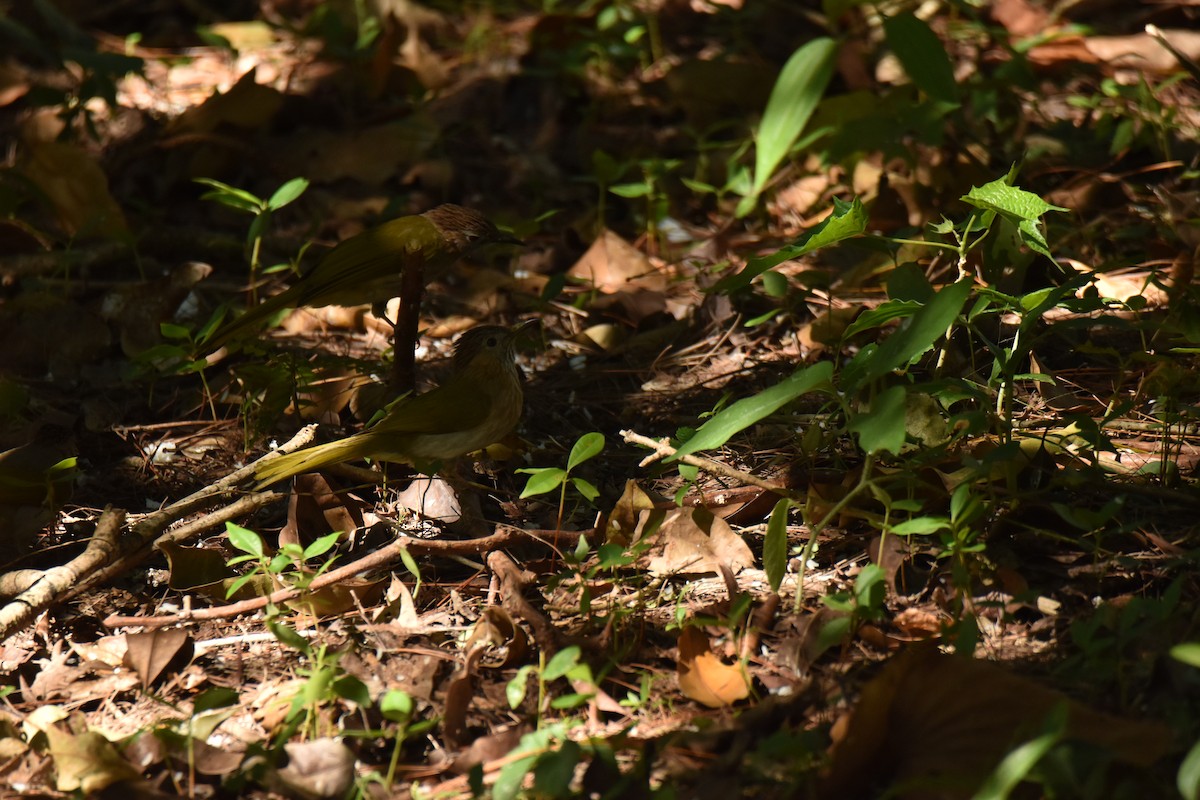 Mountain Bulbul - ML638251625