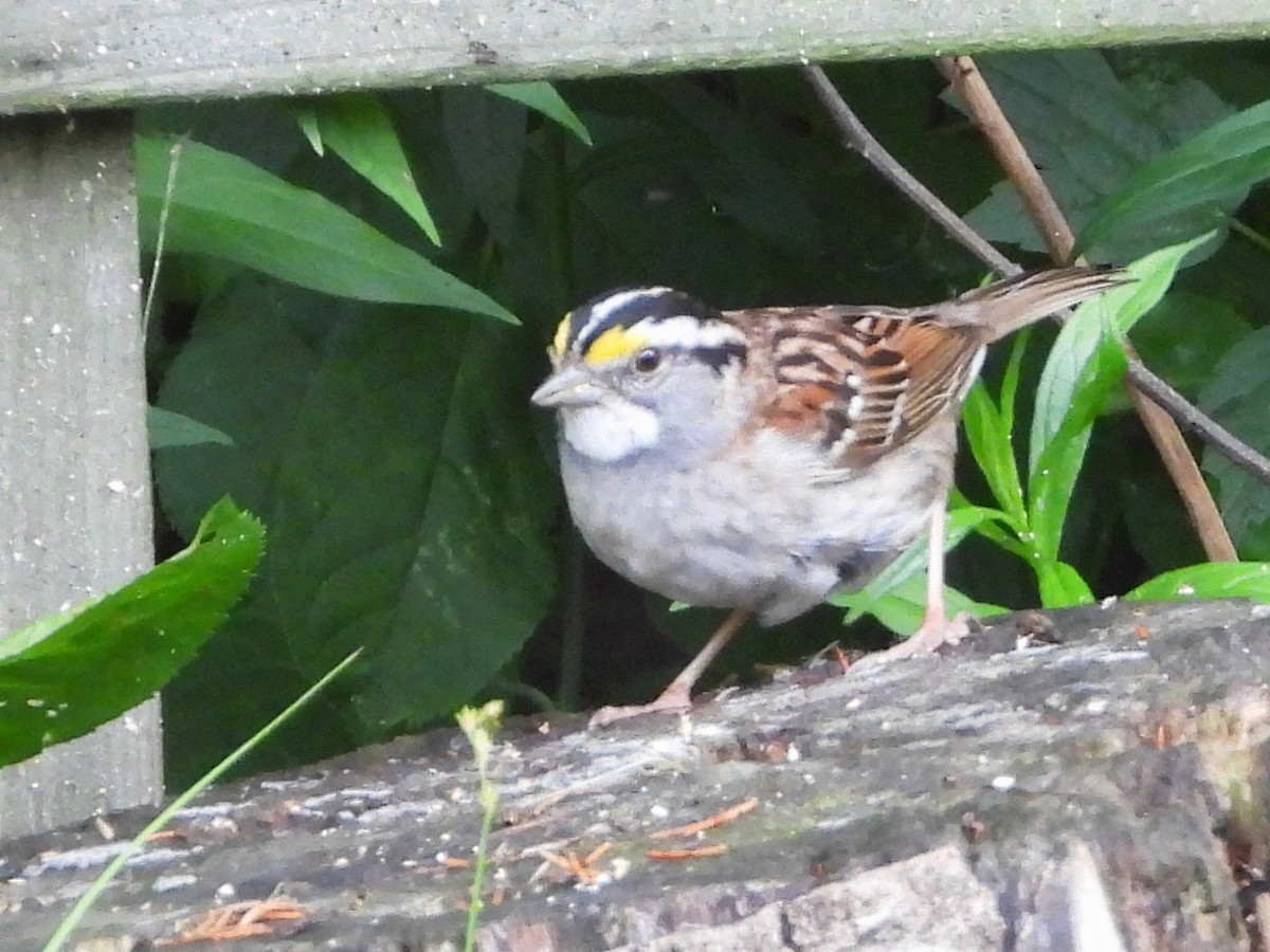 White-throated Sparrow - ML638251628