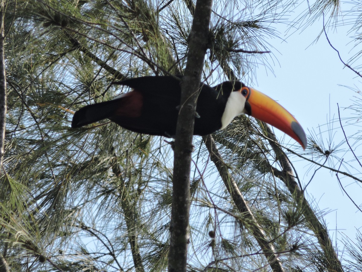 Toco Toucan - ML638251629