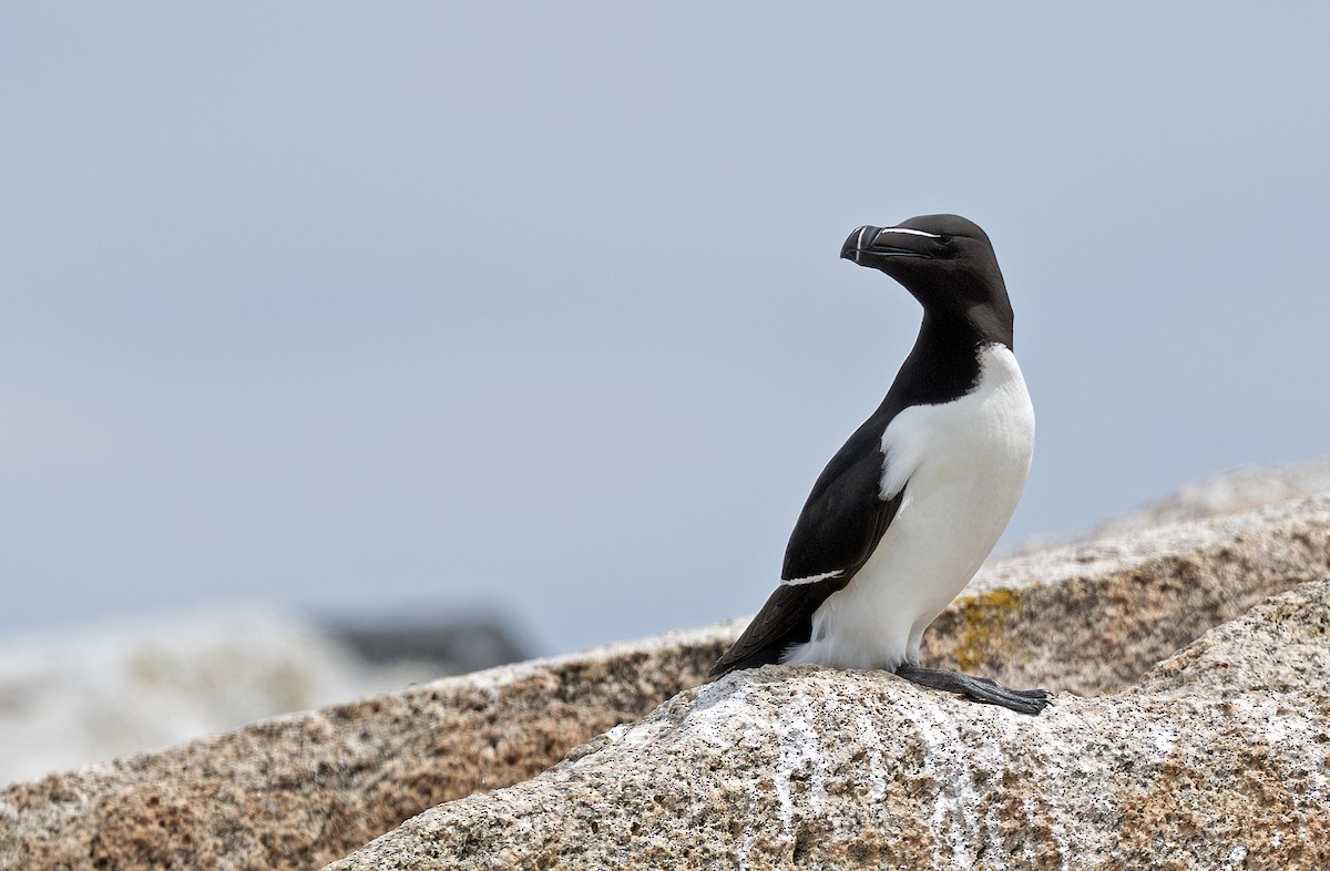 Razorbill - ML638251630