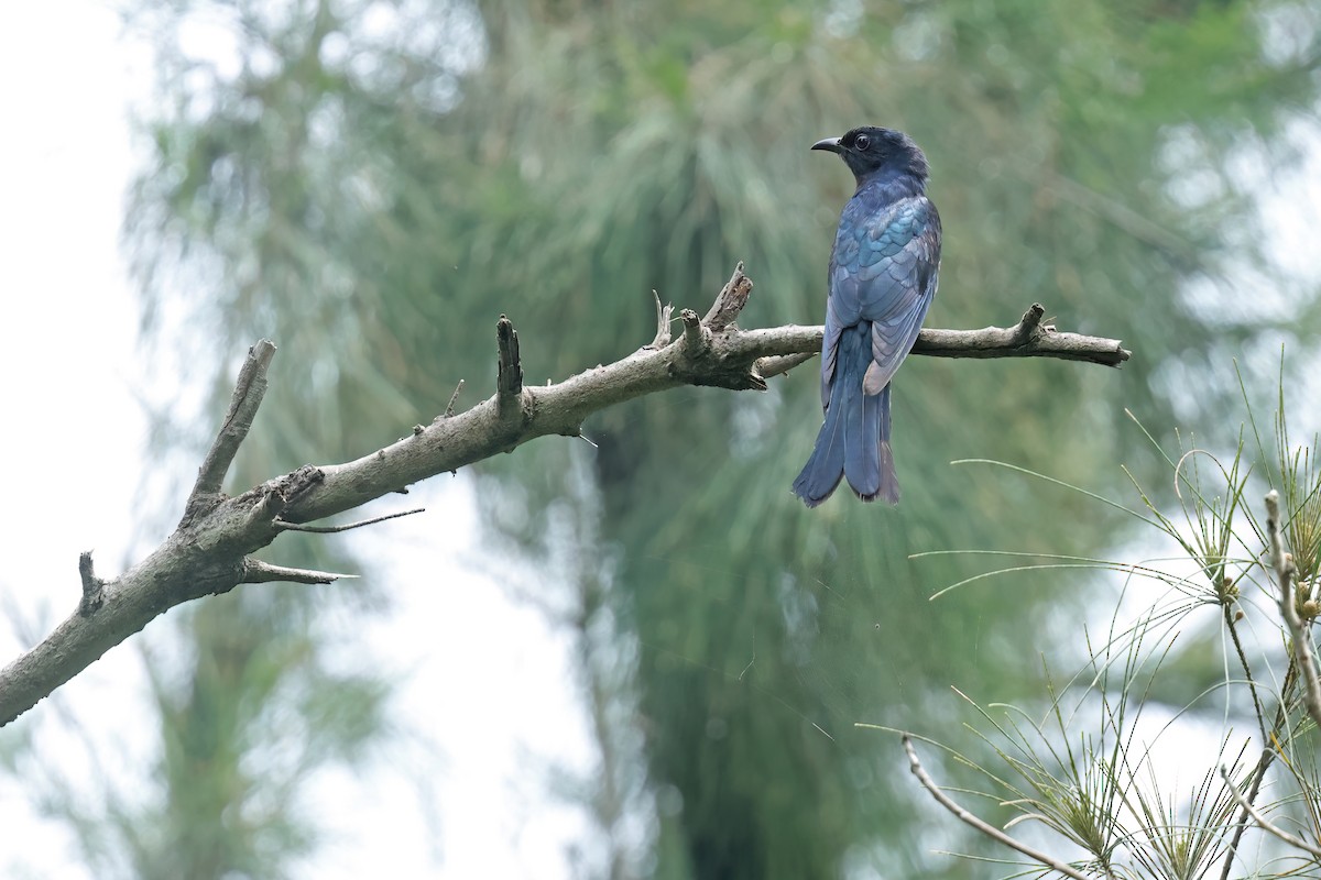 Square-tailed Drongo-Cuckoo - ML638251636