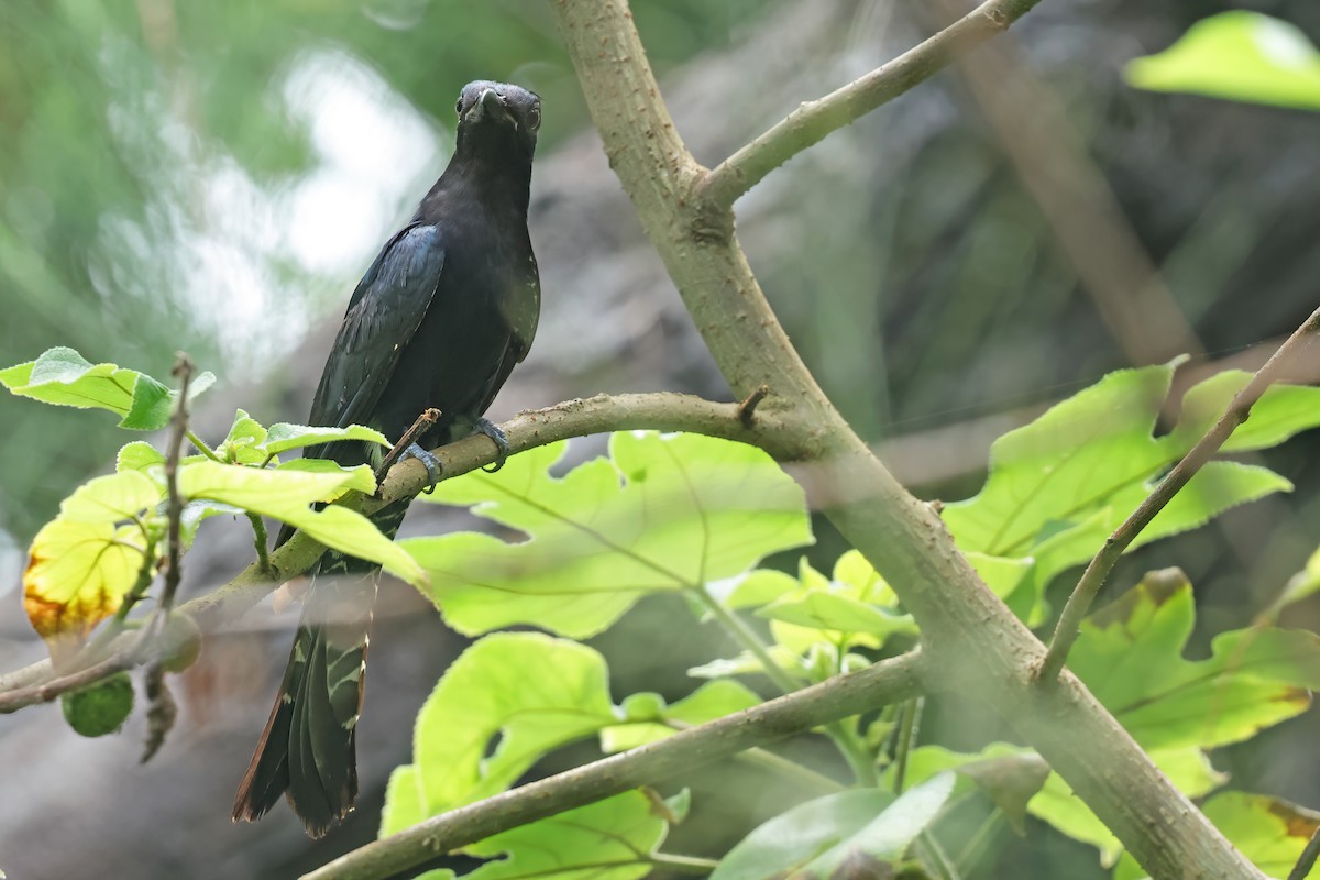 Square-tailed Drongo-Cuckoo - ML638251637
