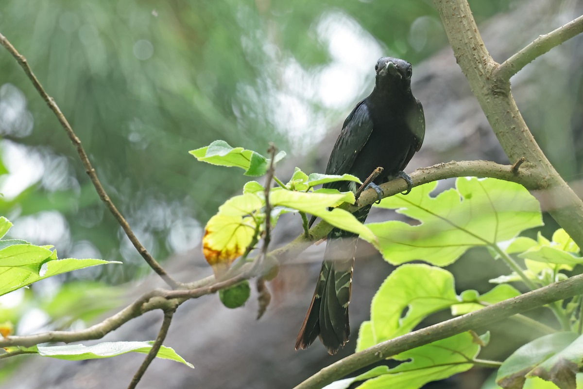 Square-tailed Drongo-Cuckoo - ML638251638