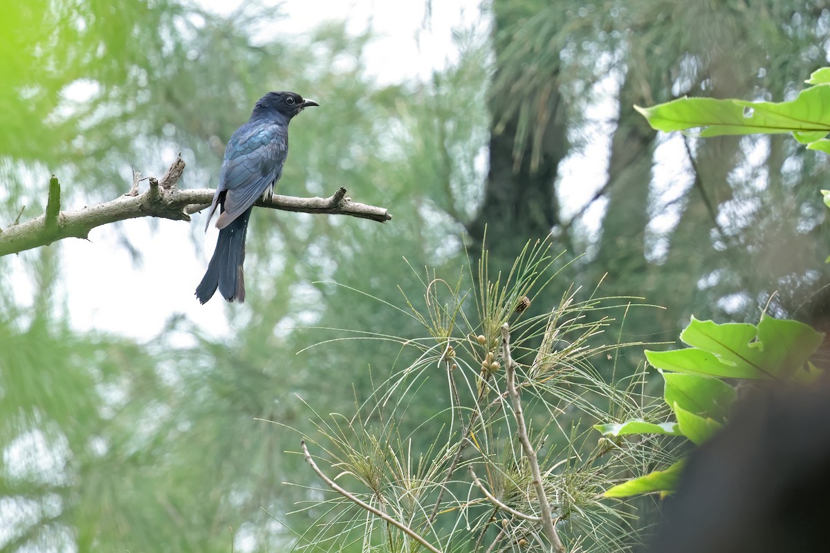 Square-tailed Drongo-Cuckoo - ML638251639