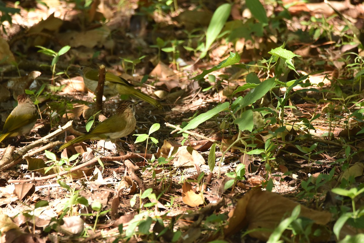 Mountain Bulbul - ML638251648
