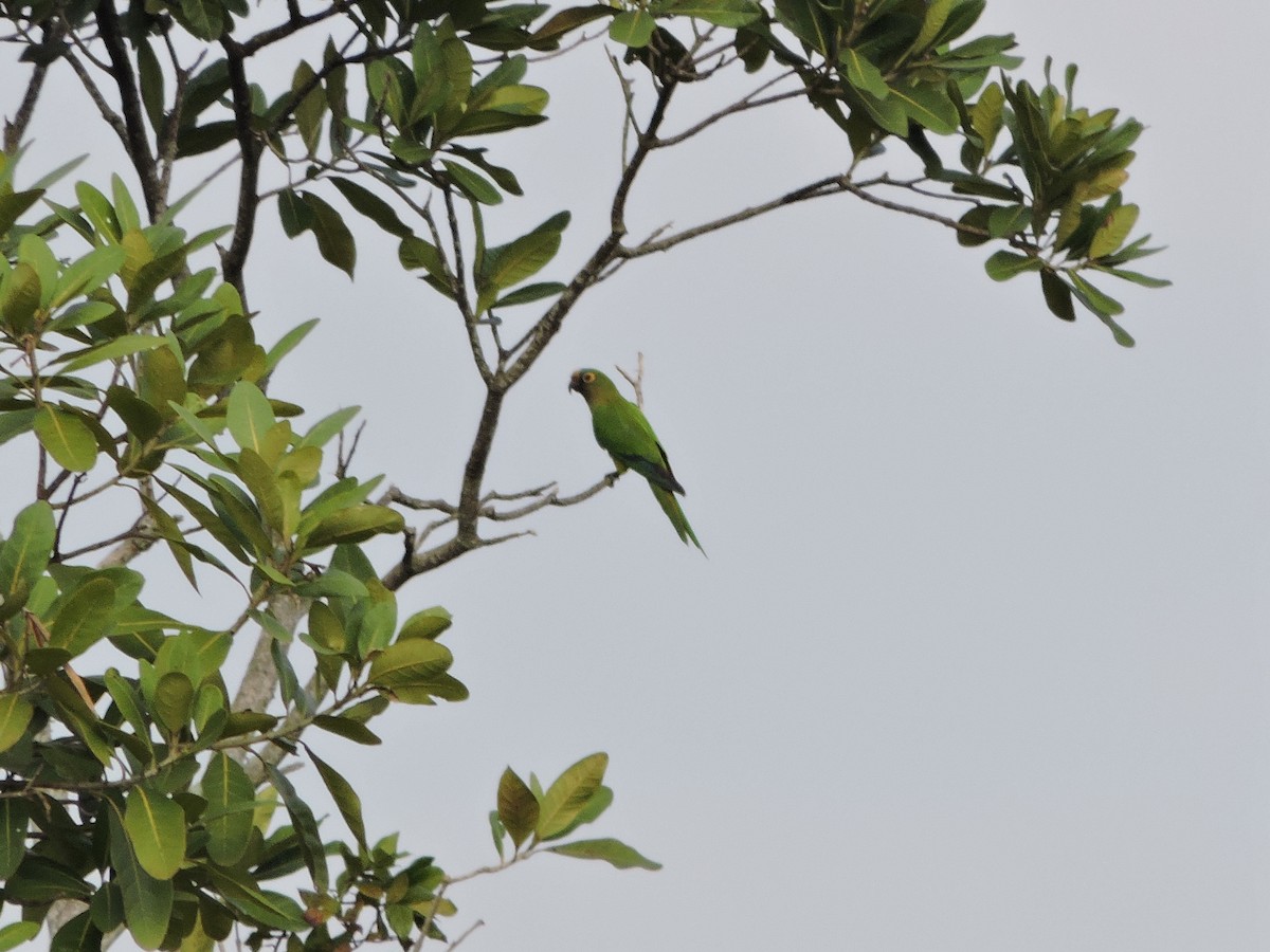 Peach-fronted Parakeet - ML638251663