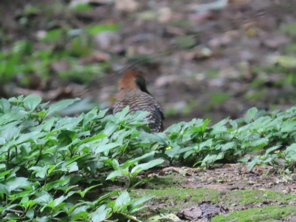 Guatemalan Flicker - ML638251694