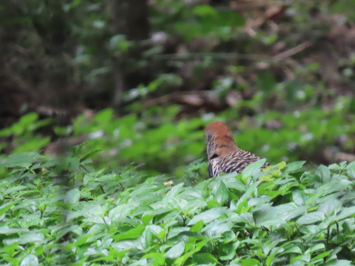 Guatemalan Flicker - ML638251695
