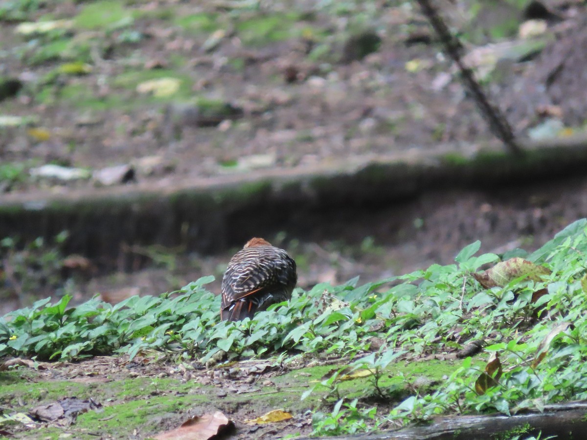 Guatemalan Flicker - ML638251696