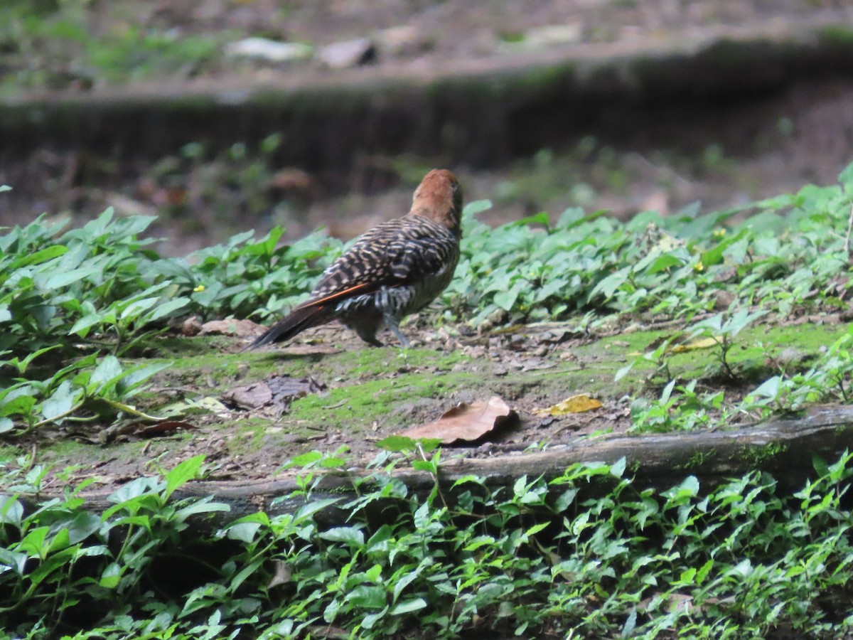 Guatemalan Flicker - ML638251698