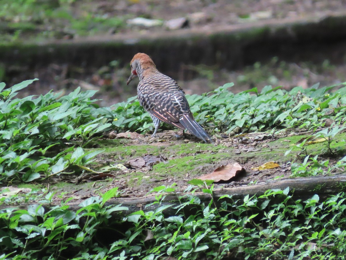 Guatemalan Flicker - ML638251700