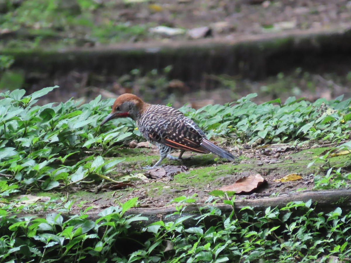 Guatemalan Flicker - ML638251701