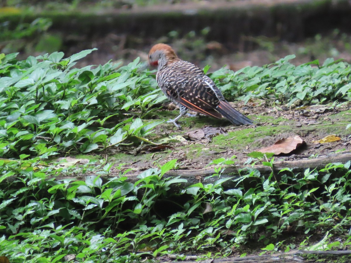 Guatemalan Flicker - ML638251702
