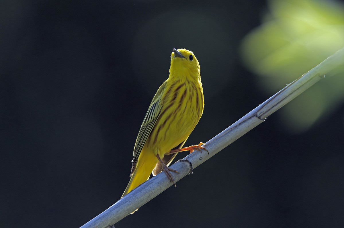 Yellow Warbler - ML638251704