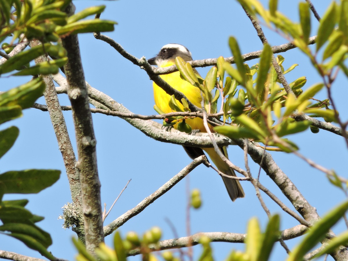 Boat-billed Flycatcher - ML638251705
