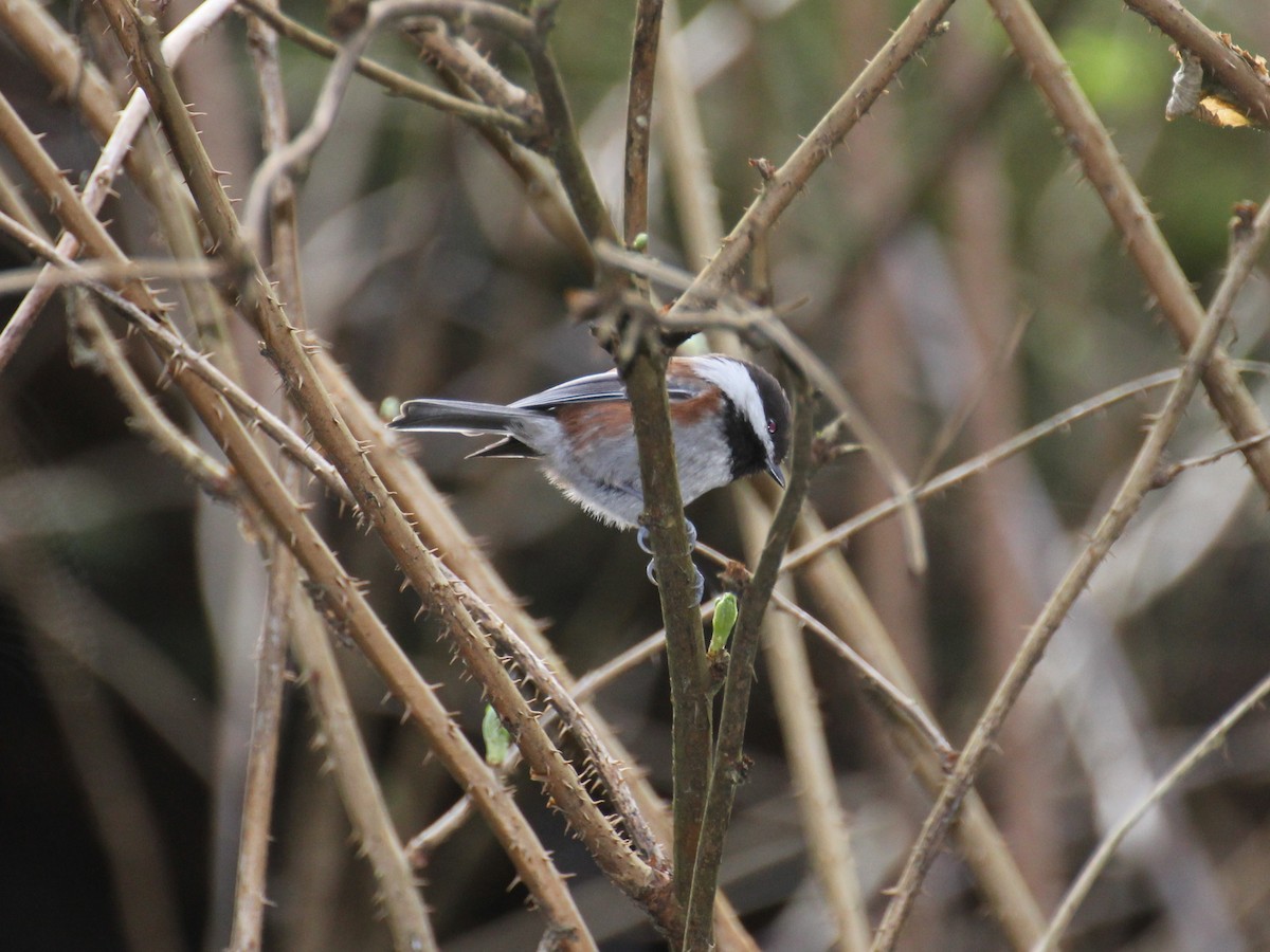 Chestnut-backed Chickadee - ML638251707