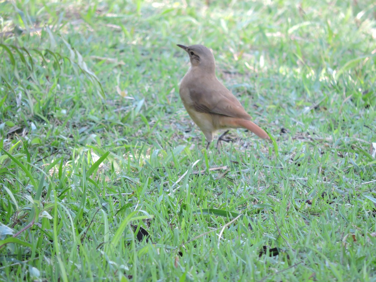 Rufous Hornero - ML638251709
