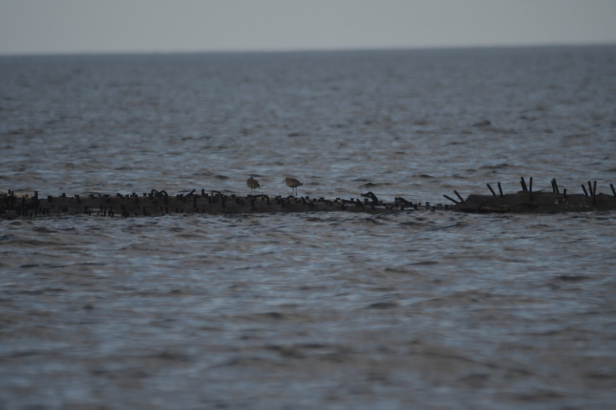 Willet - ML638251711