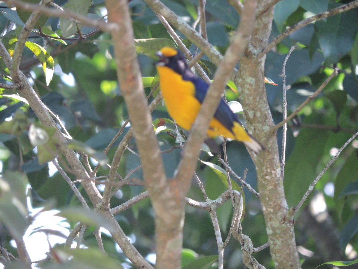 Violaceous Euphonia - ML638251731