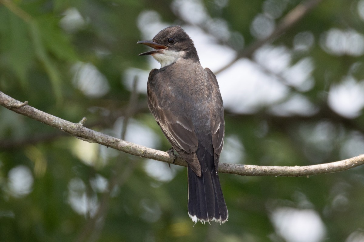 Eastern Kingbird - ML638251750