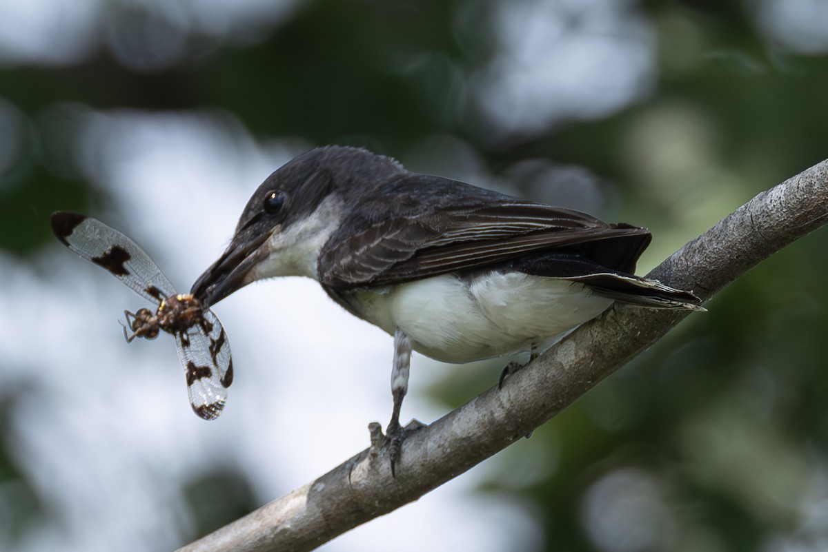 Eastern Kingbird - ML638251752