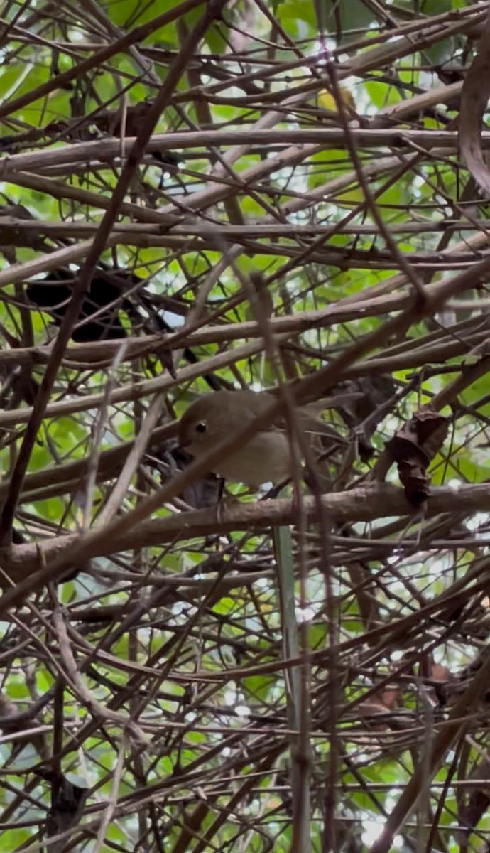 Large-billed Scrubwren - ML638251757