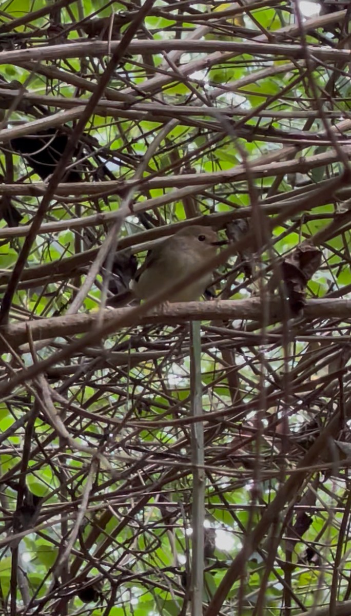 Large-billed Scrubwren - ML638251758