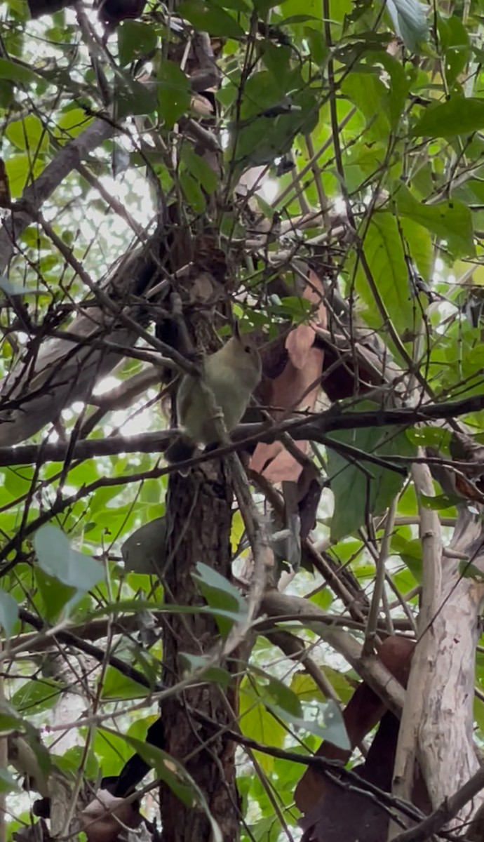 Large-billed Scrubwren - ML638251759