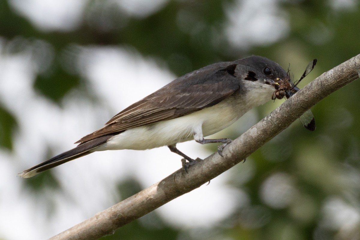 Eastern Kingbird - ML638251760