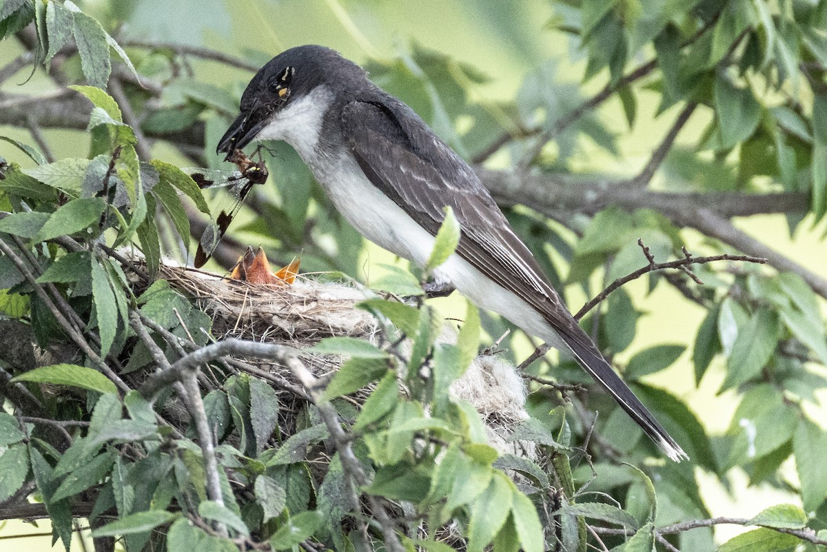 Eastern Kingbird - ML638251763