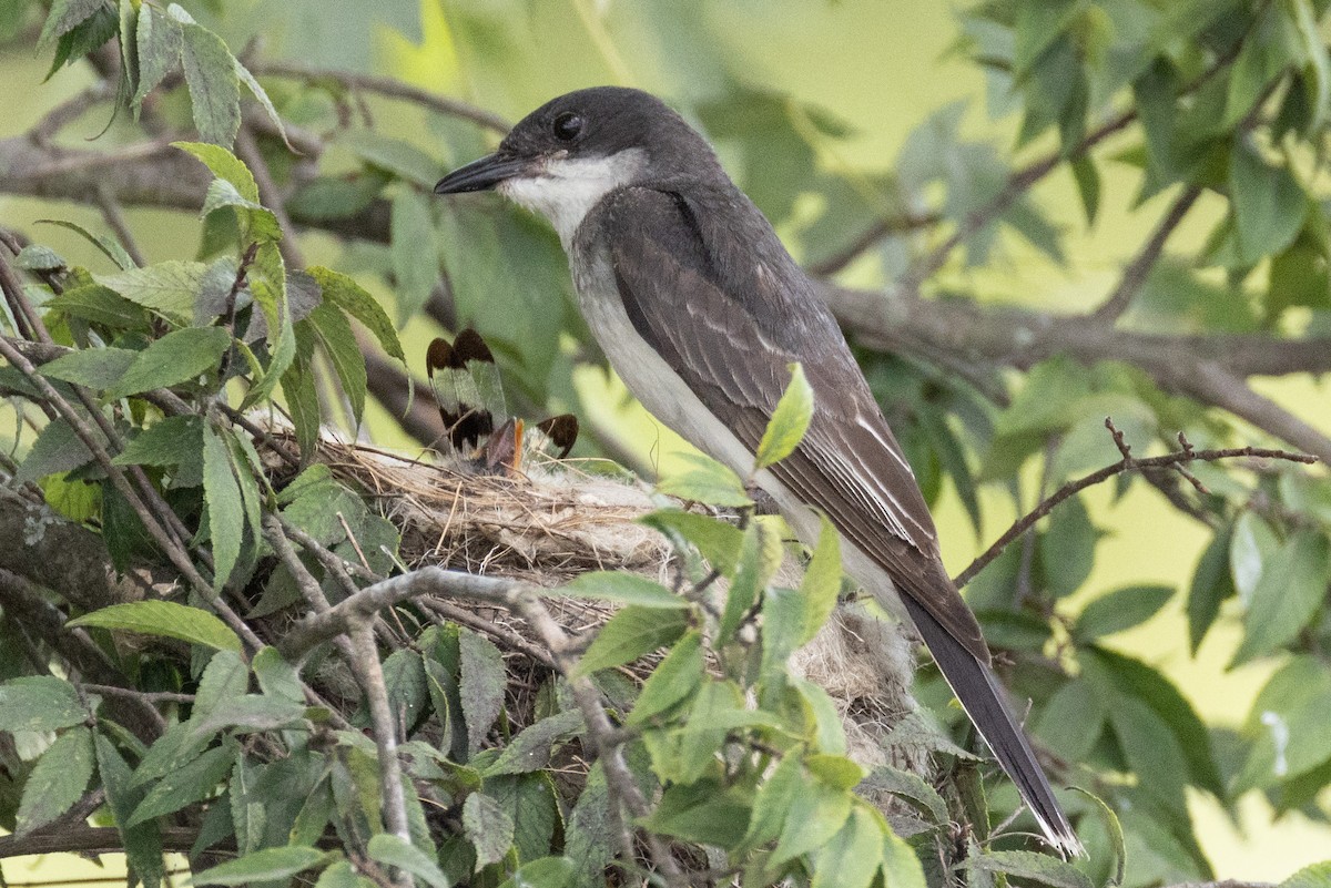 Eastern Kingbird - ML638251768
