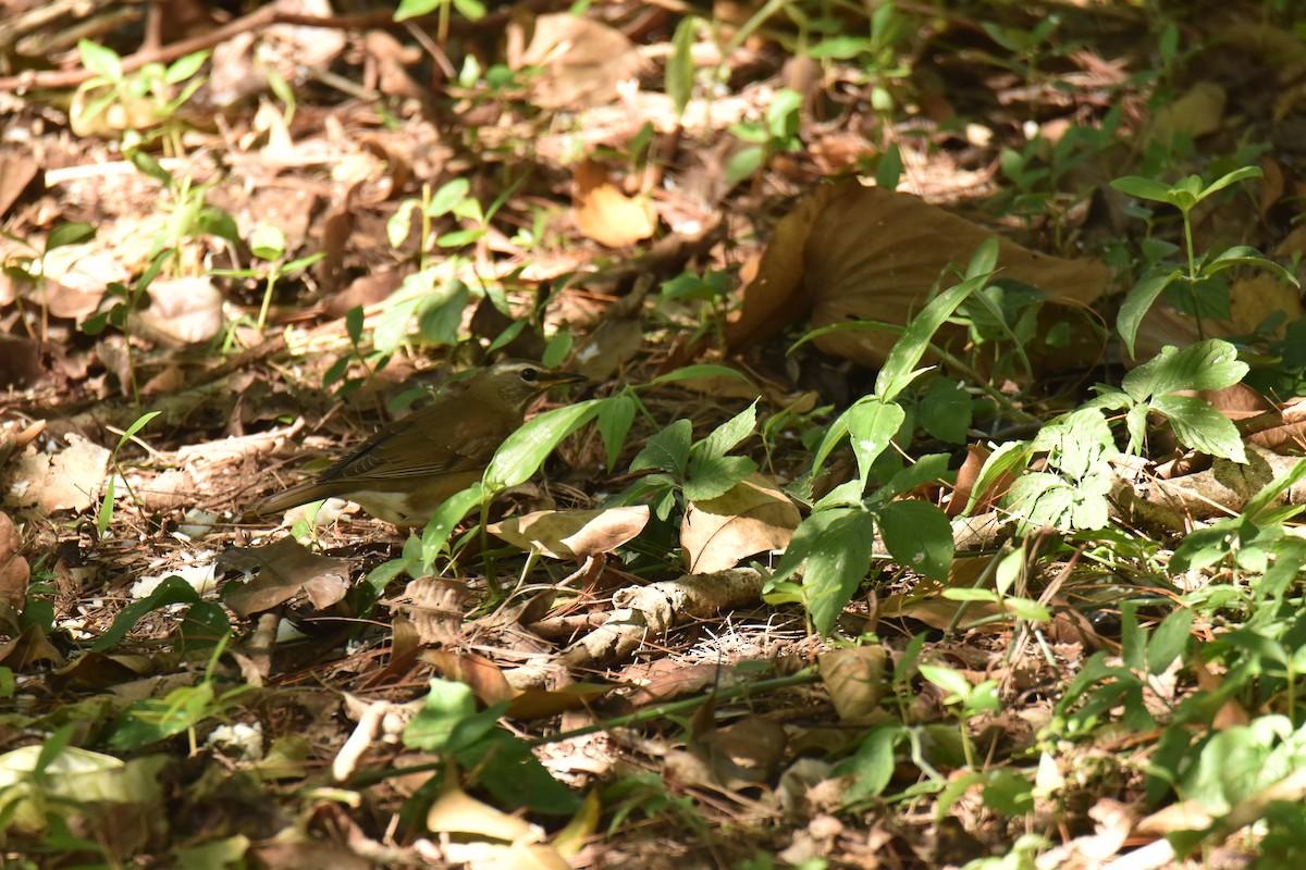Eyebrowed Thrush - ML638251770
