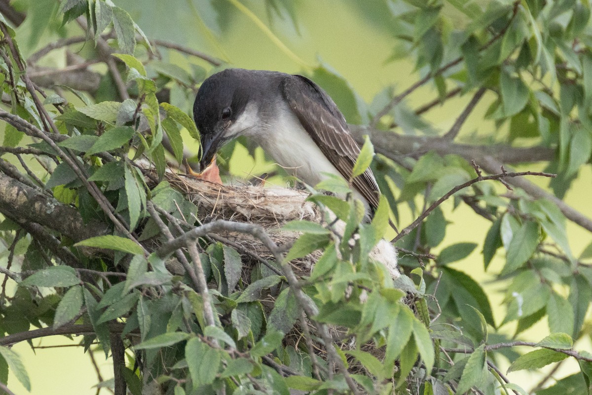 Eastern Kingbird - ML638251773