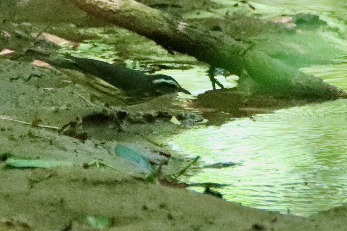 Louisiana Waterthrush - ML638251785
