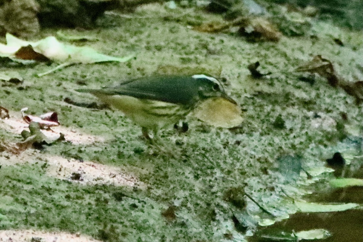 Louisiana Waterthrush - ML638251786
