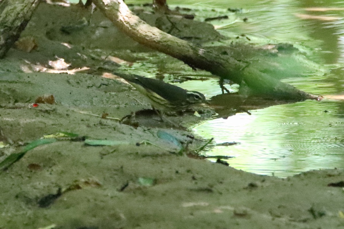Louisiana Waterthrush - ML638251787