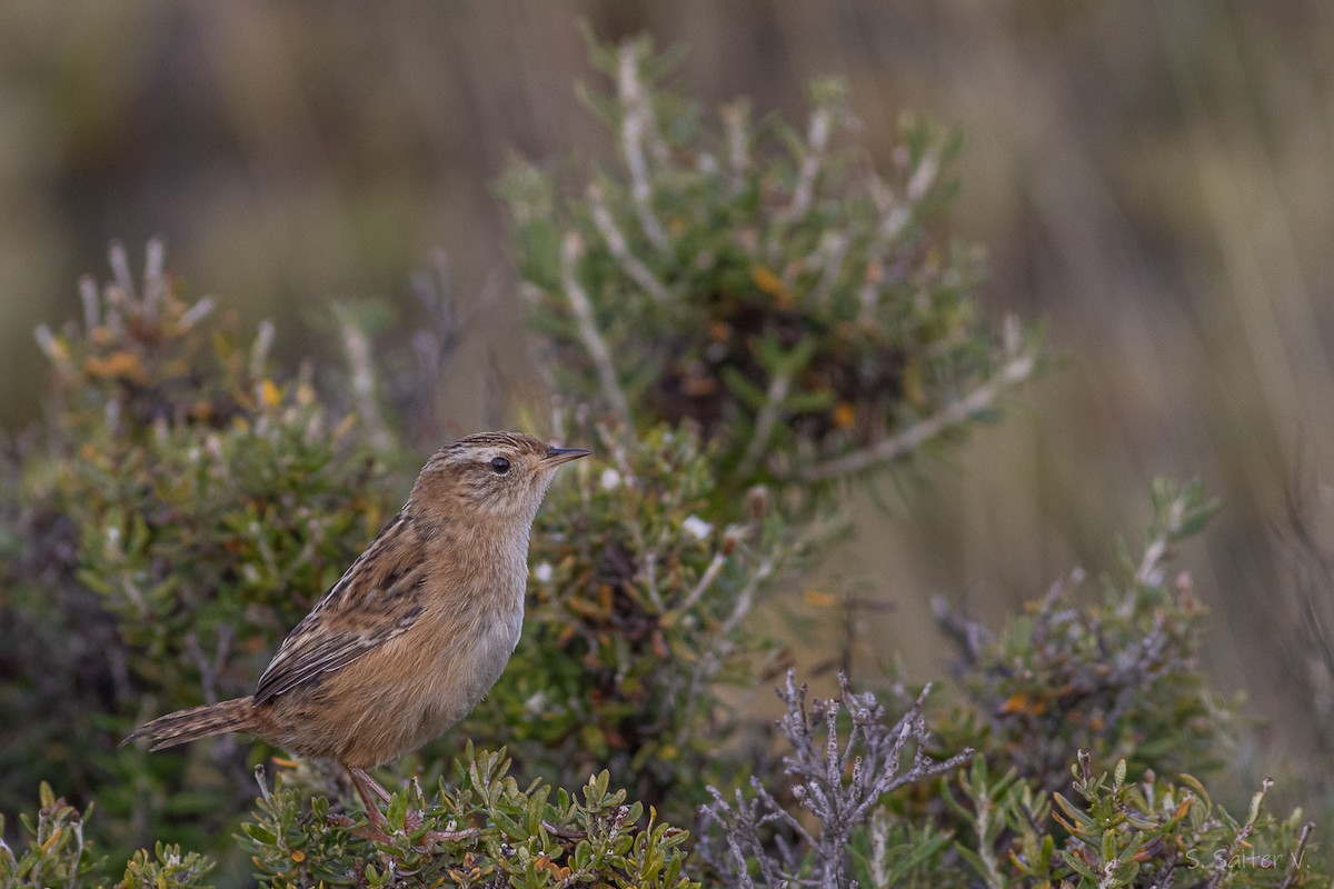 Grass Wren (Austral) - ML638251797