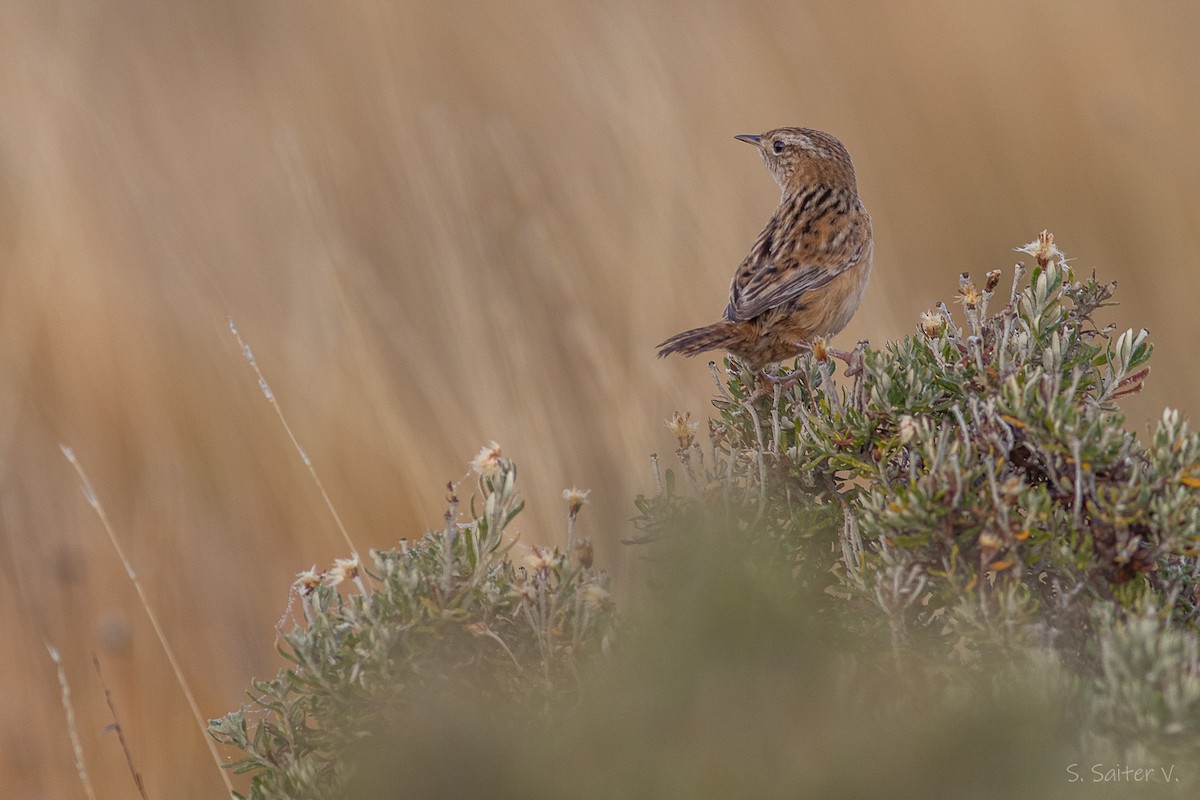 Grass Wren (Austral) - ML638251798