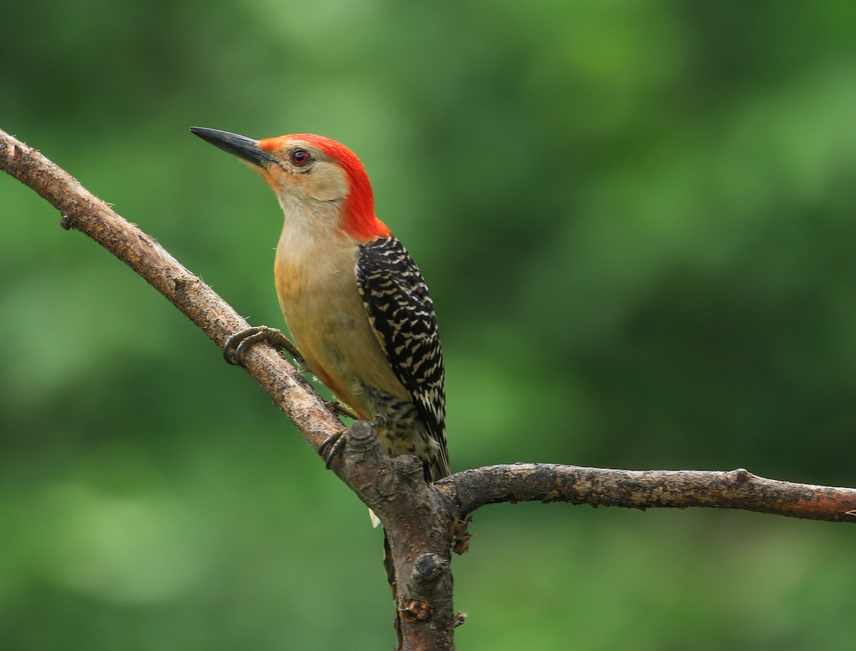 Red-bellied Woodpecker - ML638251816