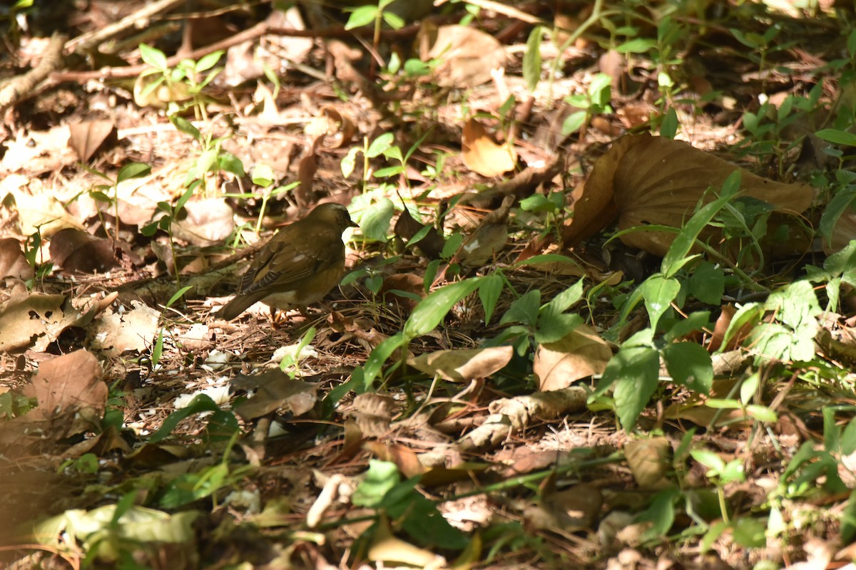 Eyebrowed Thrush - ML638251817