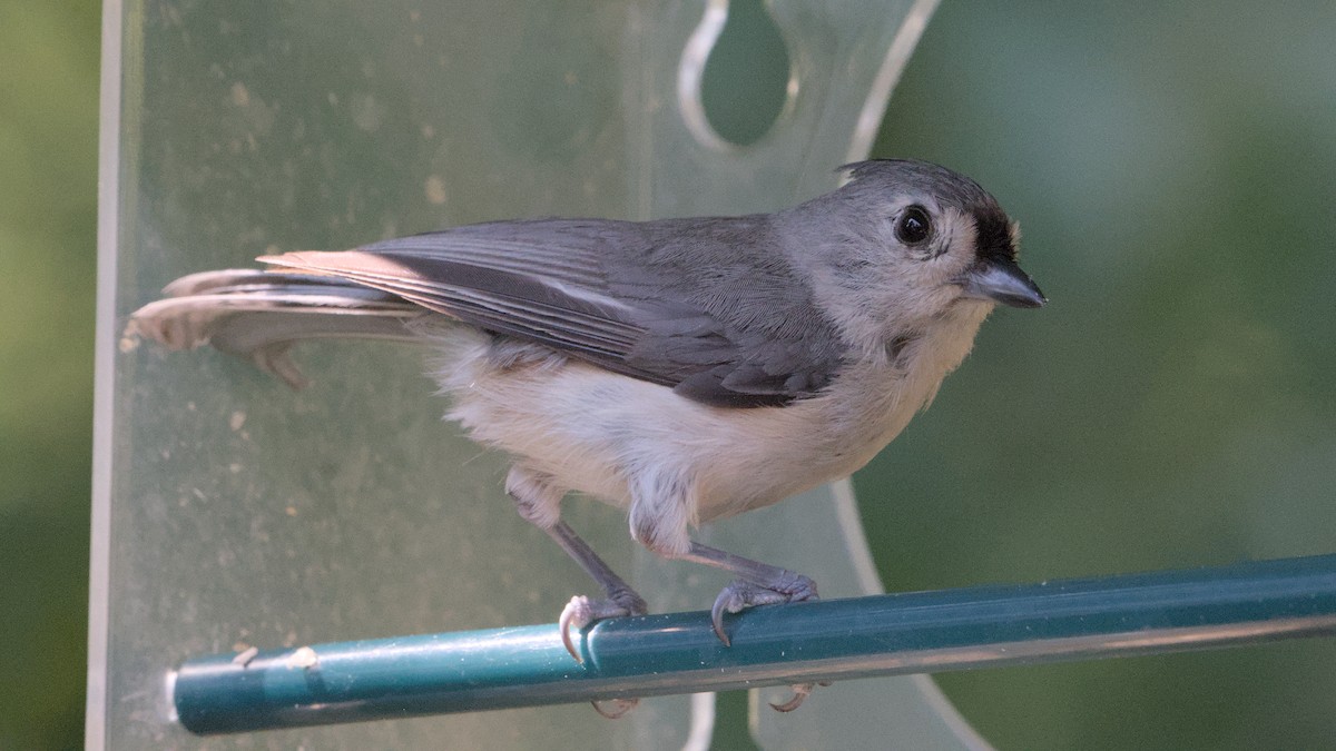 Tufted Titmouse - ML638251843