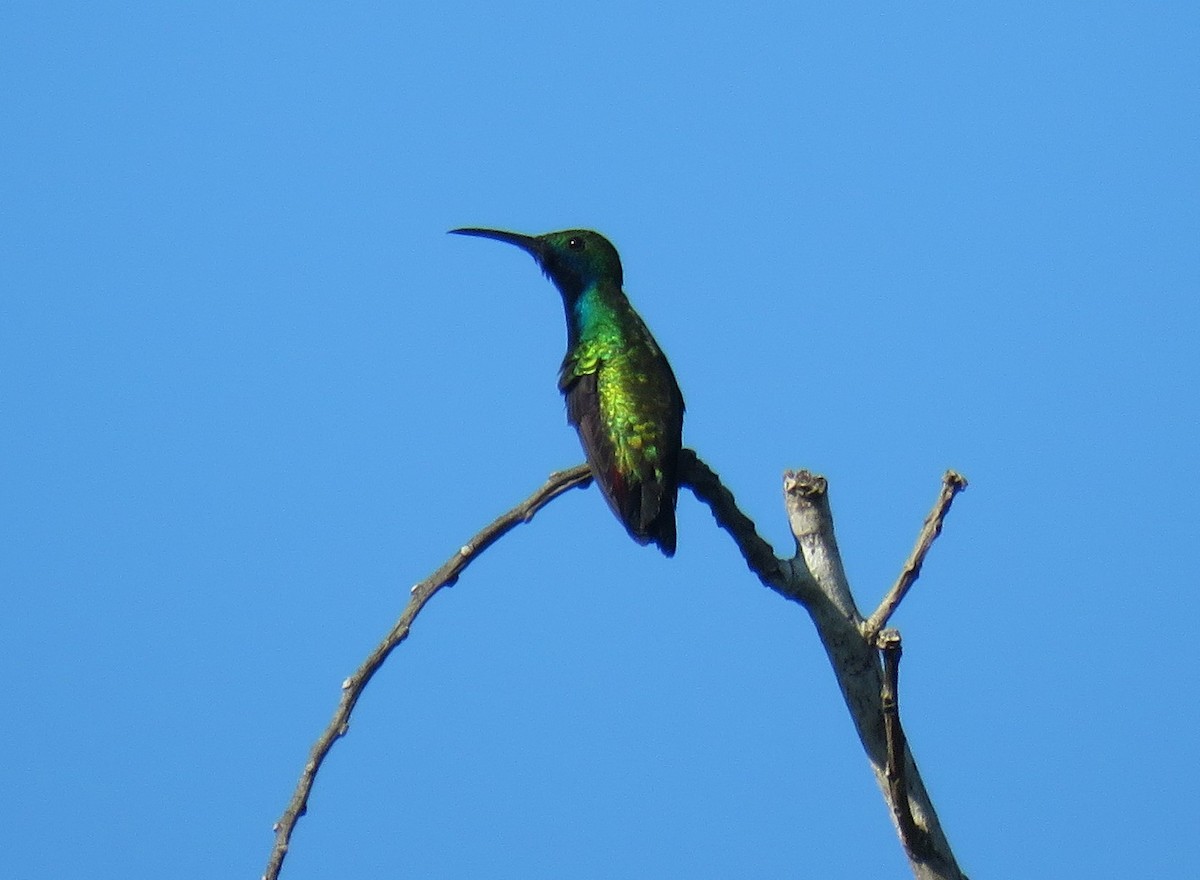 Black-throated Mango - ML638251879