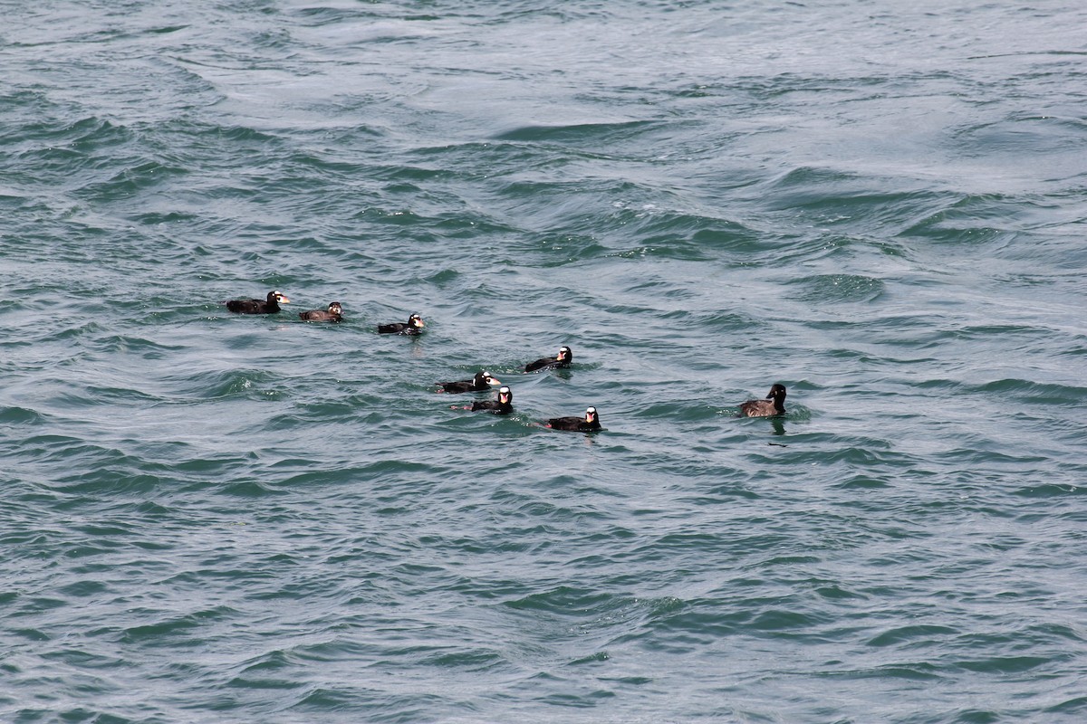 Surf Scoter - ML638251880