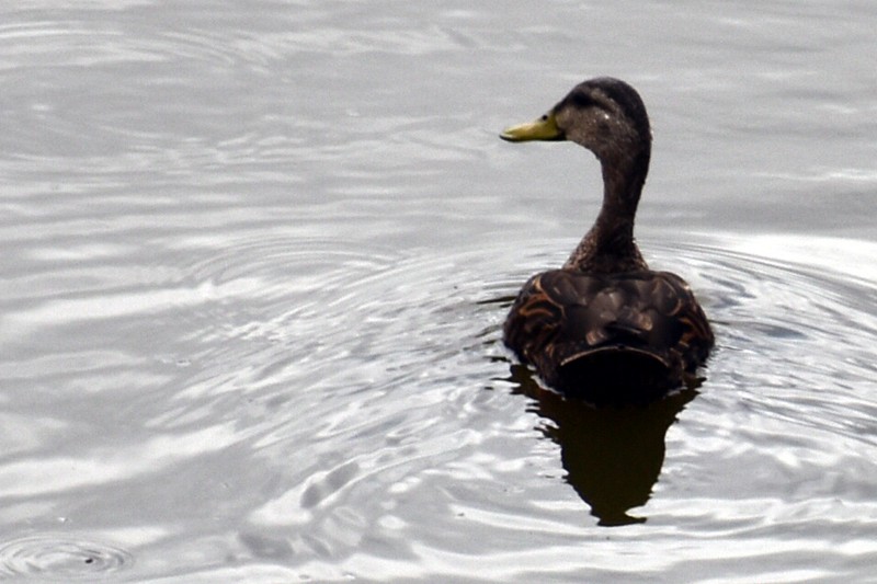 Mexican Duck - ML638251889