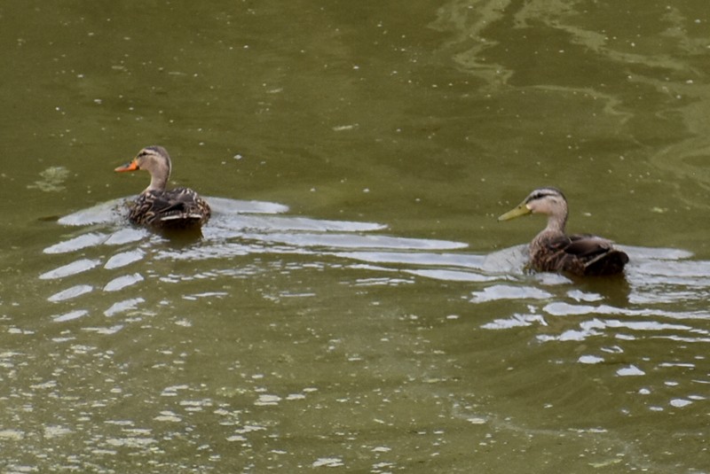 Mexican Duck - ML638251890