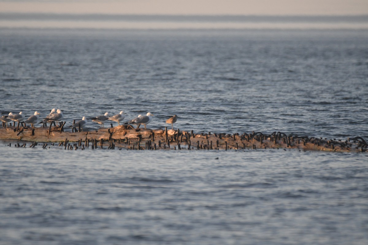 Willet - ML638251909